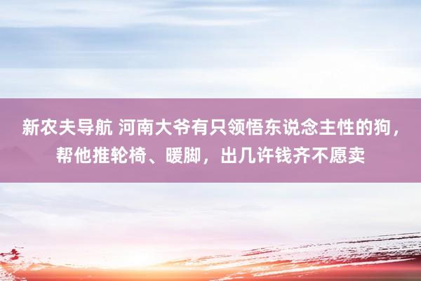 新农夫导航 河南大爷有只领悟东说念主性的狗，帮他推轮椅、暖脚，出几许钱齐不愿卖